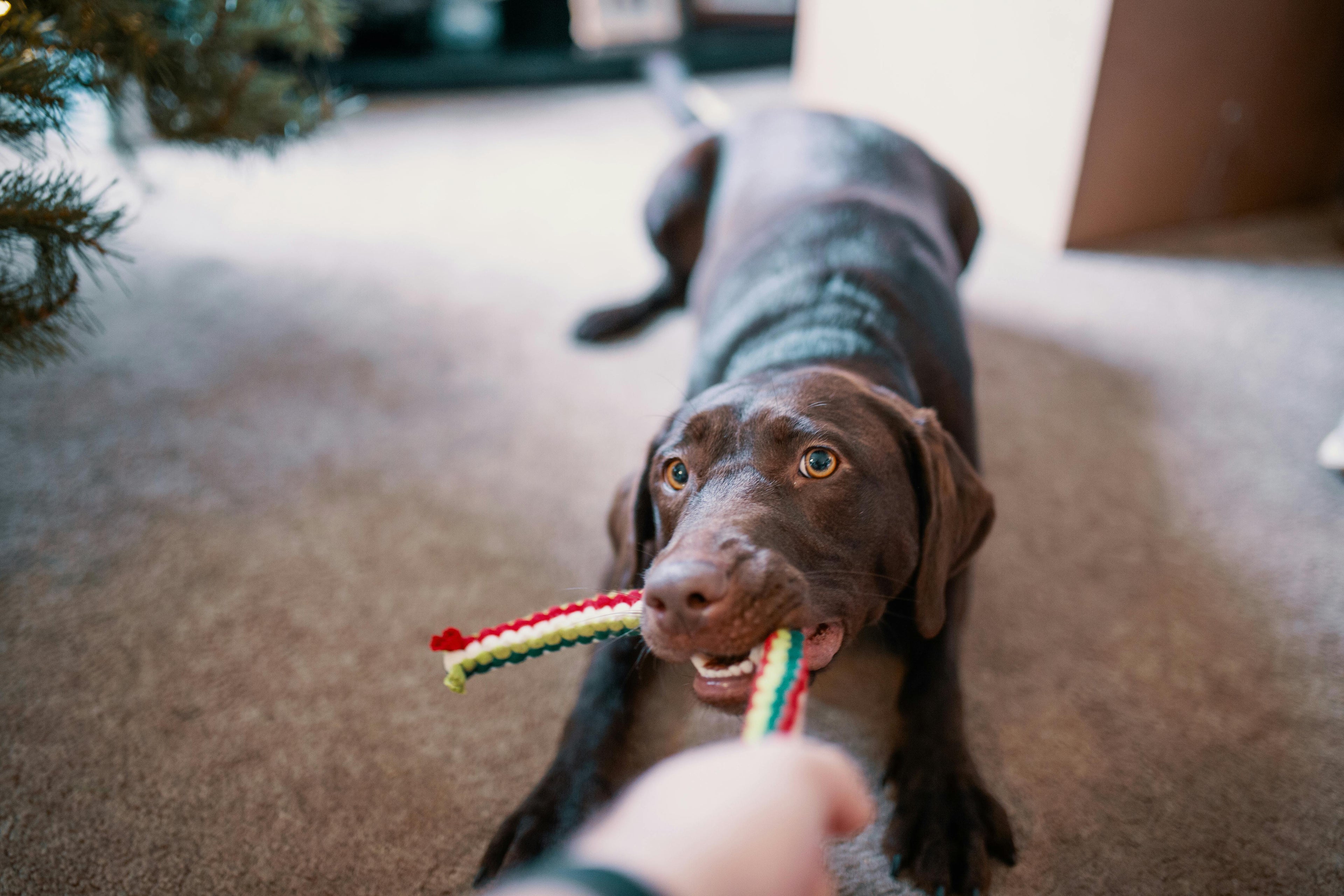Jouets 🧸