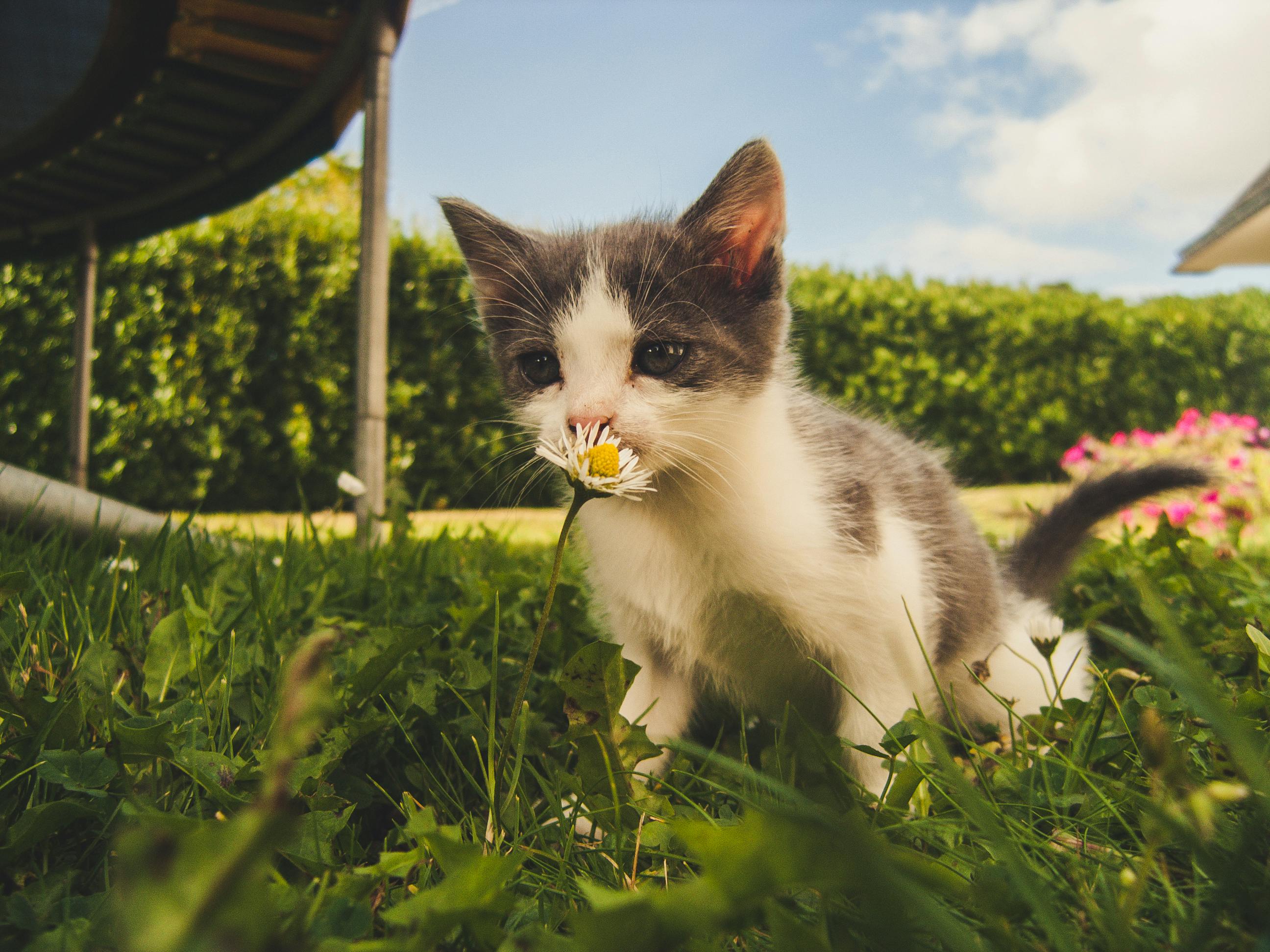 L'Univers de votre Félin 🐾